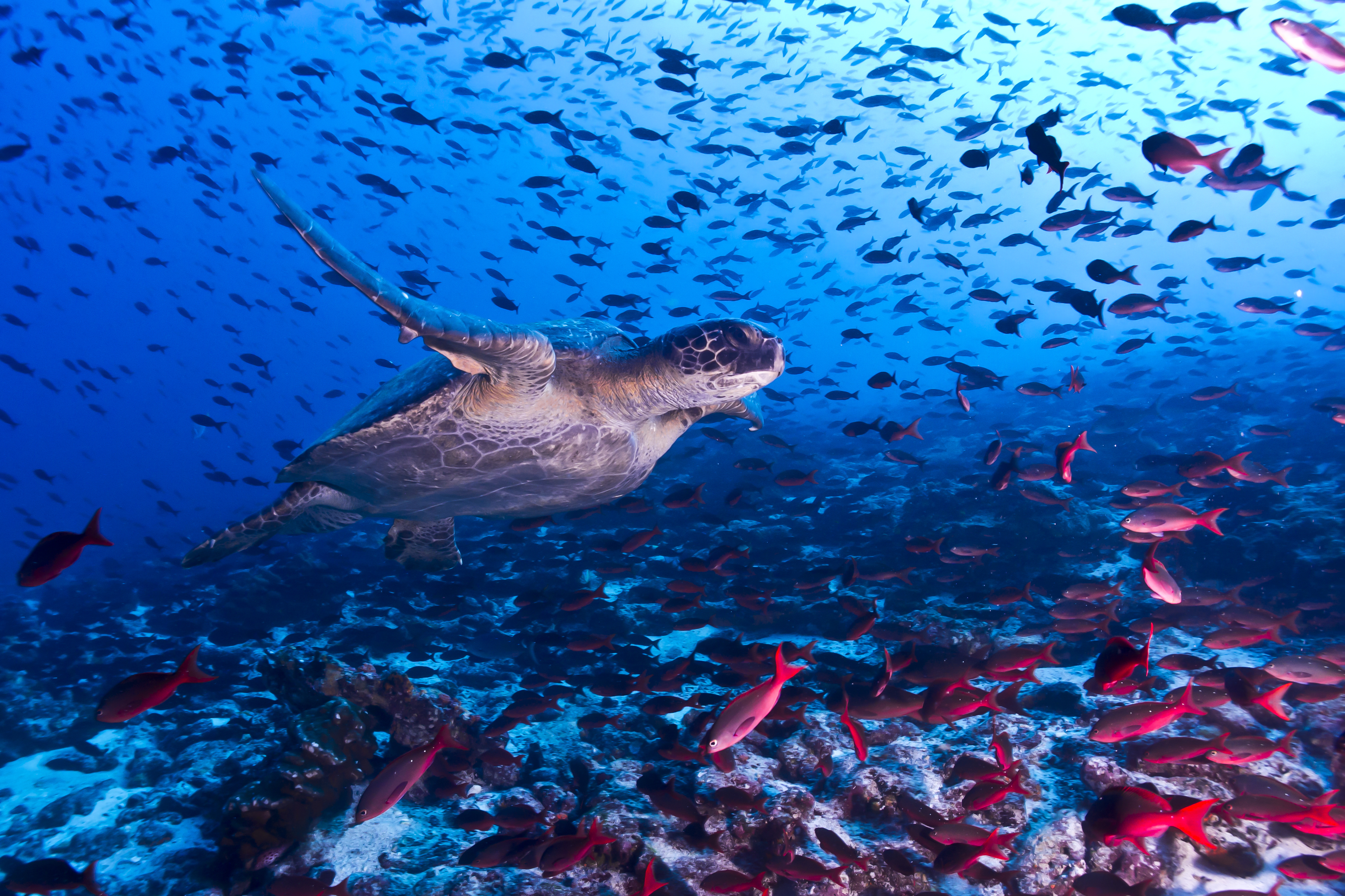 рыбы океан животные природа Галапагосские острова Эквадор загрузить