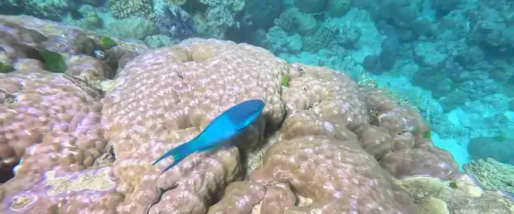 Great Barrier Reef 3-Day Discovery Tour