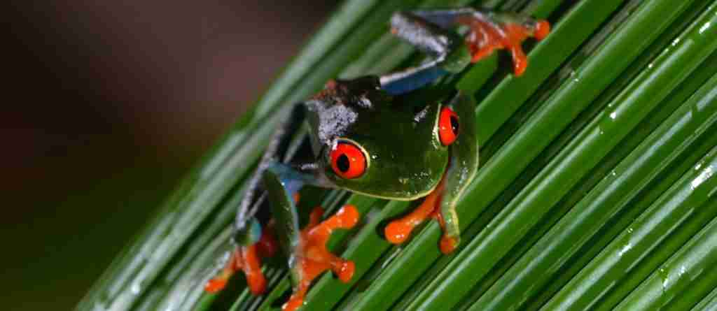 Costa Rica 5-Day Highlights Experience