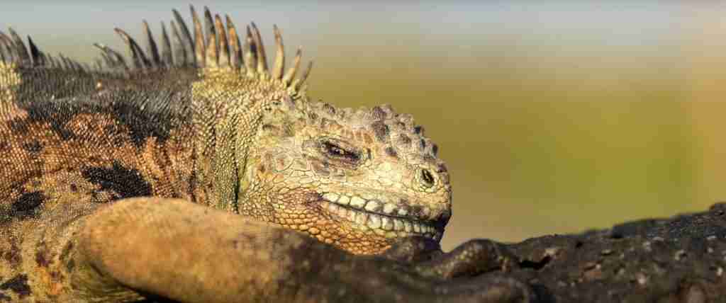Galapagos Islands 7-Day Cultural Journey