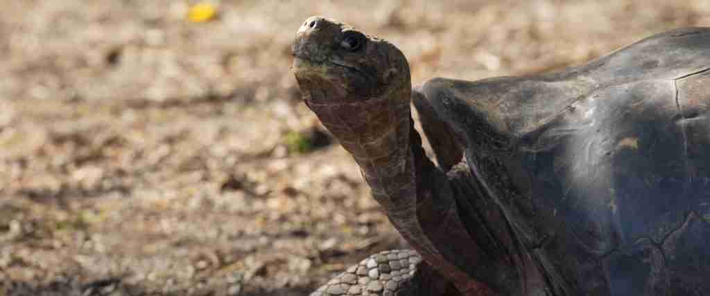 Galapagos Islands 10-Day Complete Adventure