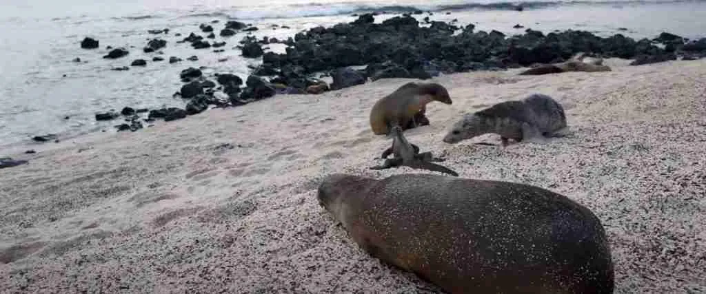 Galapagos Islands 5-Day Highlights Experience