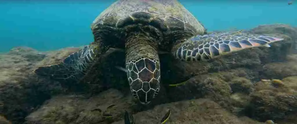 Galapagos Islands 3-Day Discovery Tour