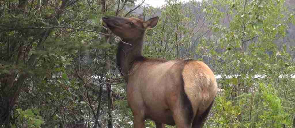 Jasper National Park 3-Day Discovery Tour