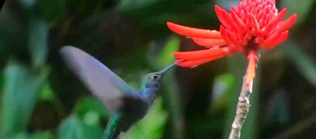 Costa Rica 3-Day Discovery Tour