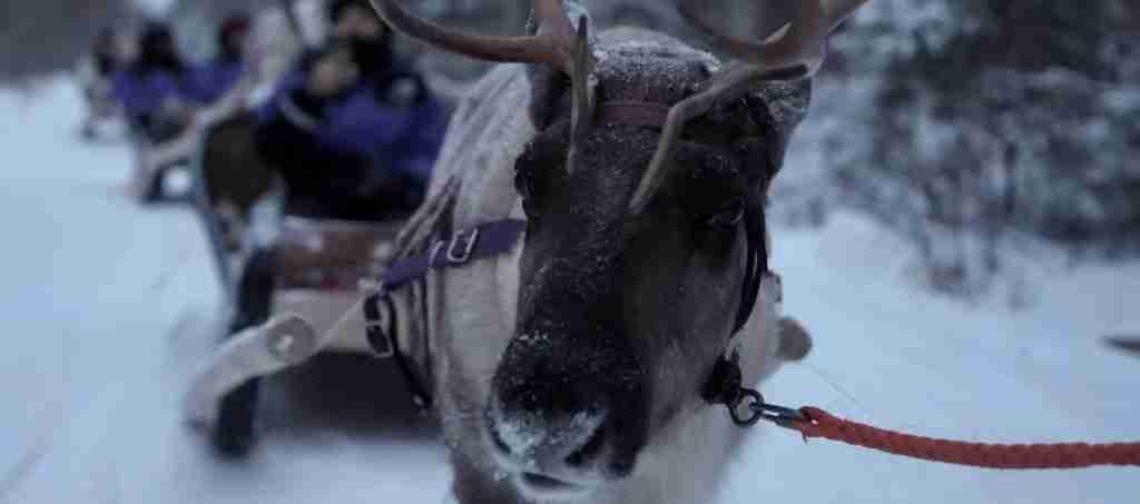 Rovaniemi 7-Day Cultural Journey