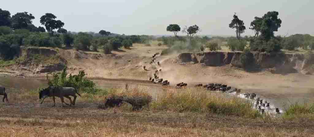 Park Serengeti National Park 5-Day Highlights Experience