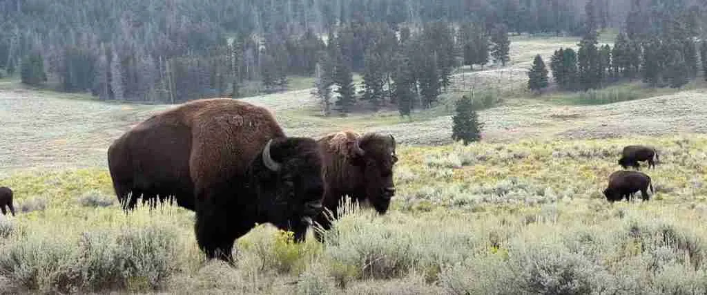 Park Yellowstone National Park 3-Day Discovery Tour